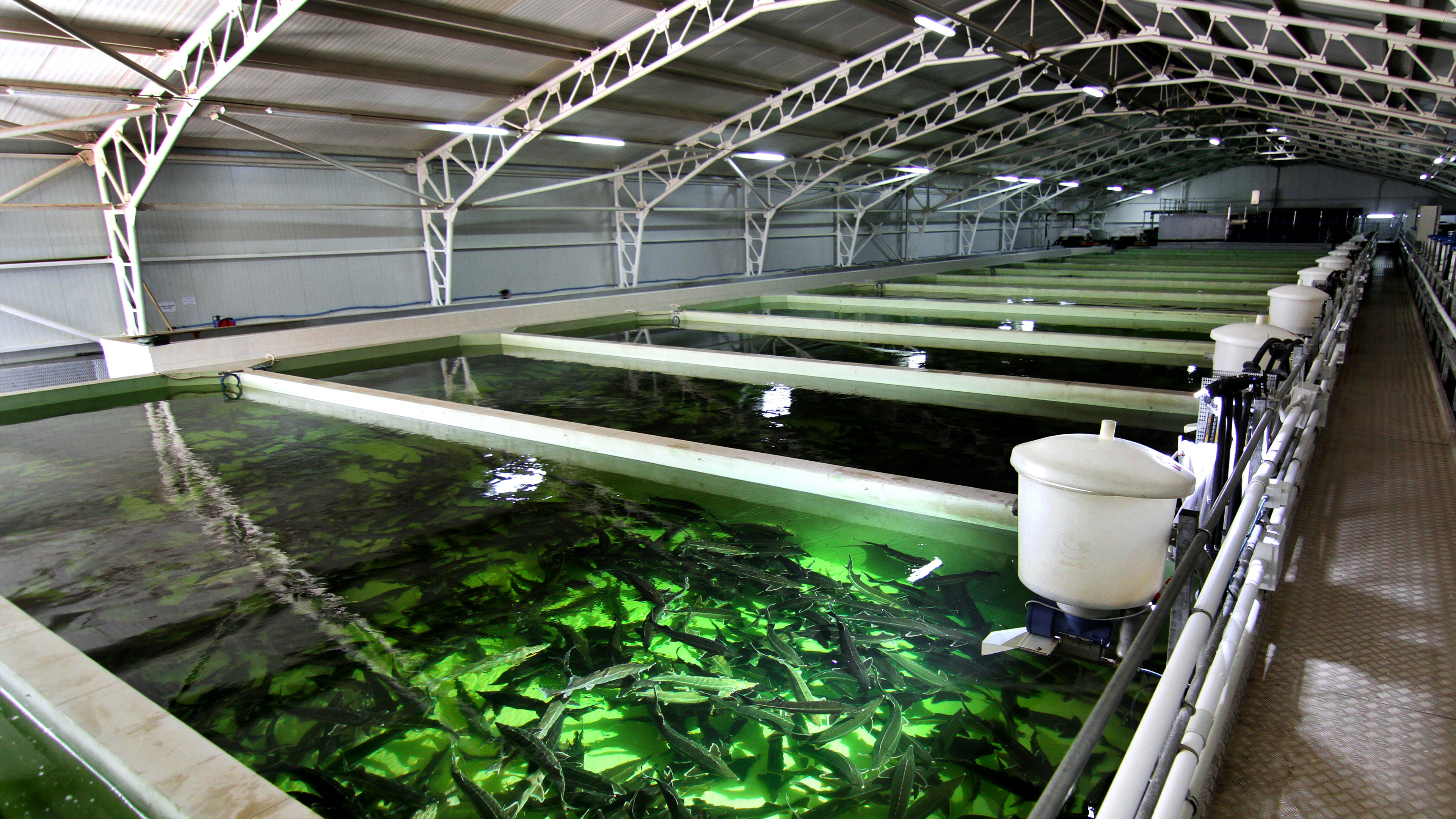 Fishfarm